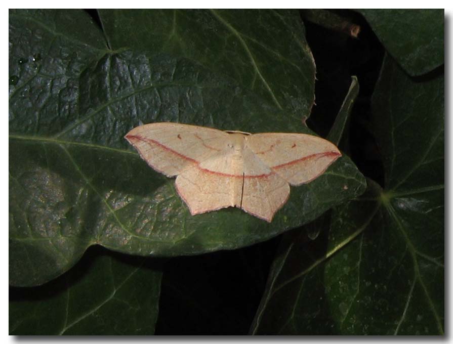 Timandra comae